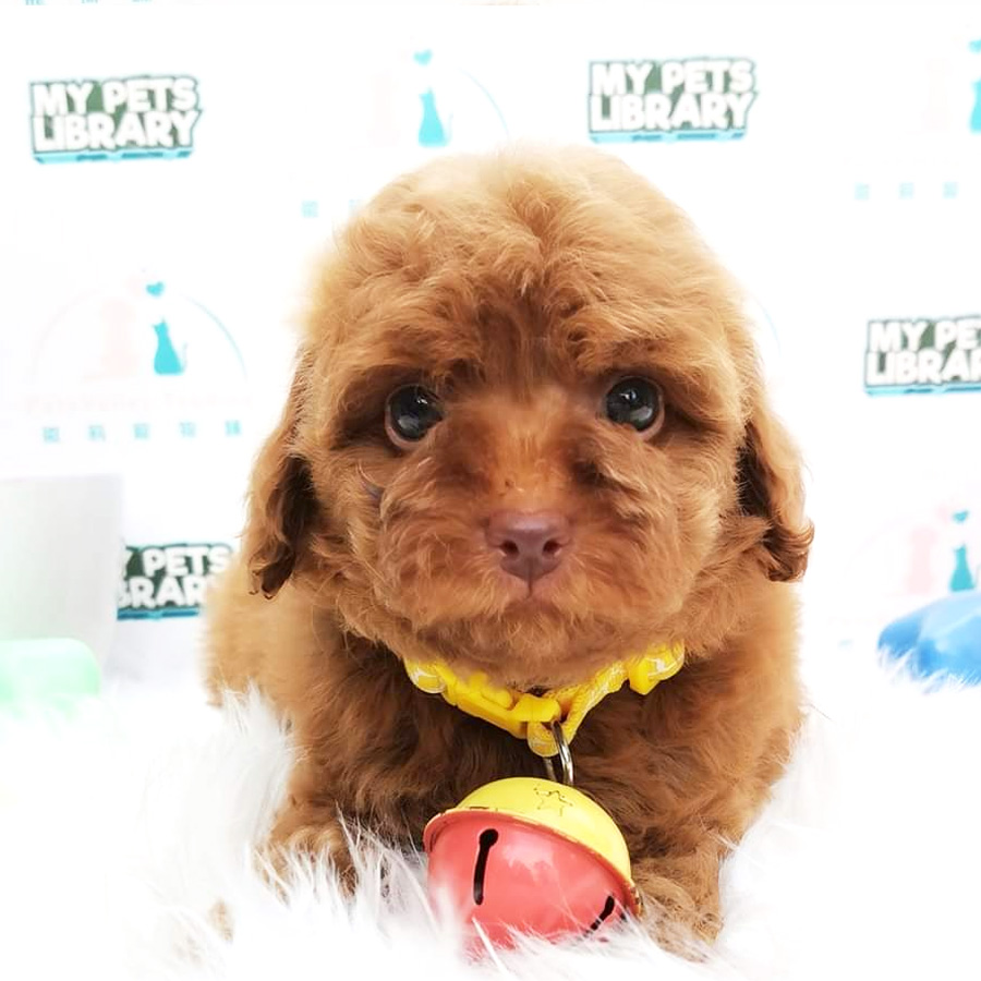 Toy Poodle Puppy (Female) For Sale