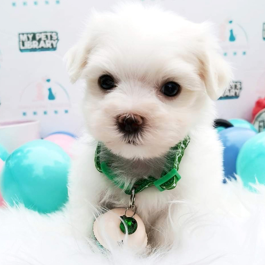 Maltese Puppy (Male) For Sale