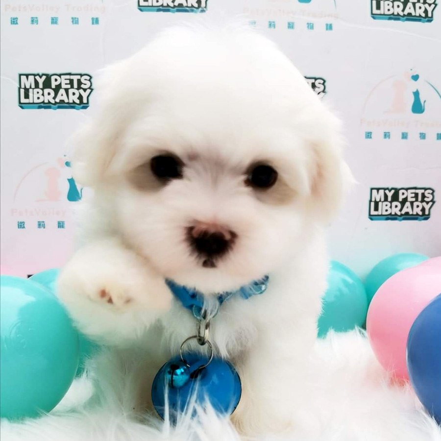 Maltese Puppy (Male) For Sale