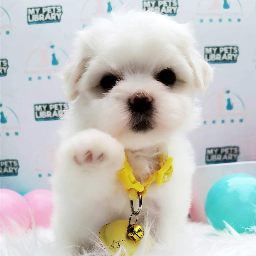 Maltese Puppy (Female) For Sale