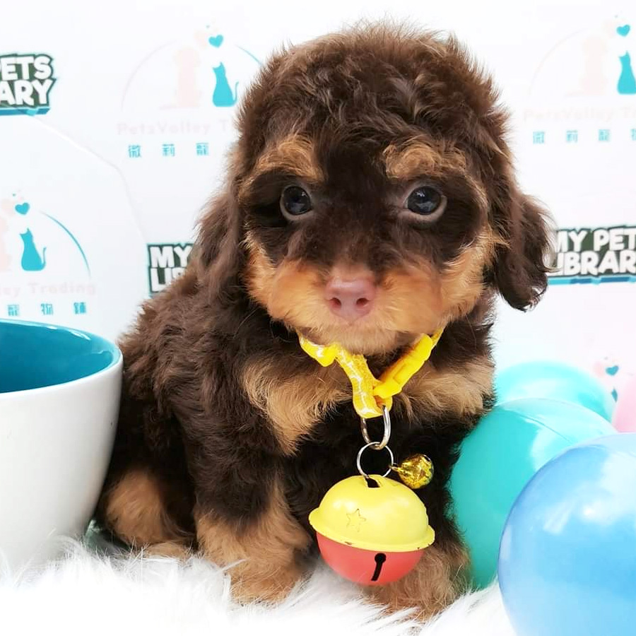 Toy Poodle Puppy (Male) For Sale