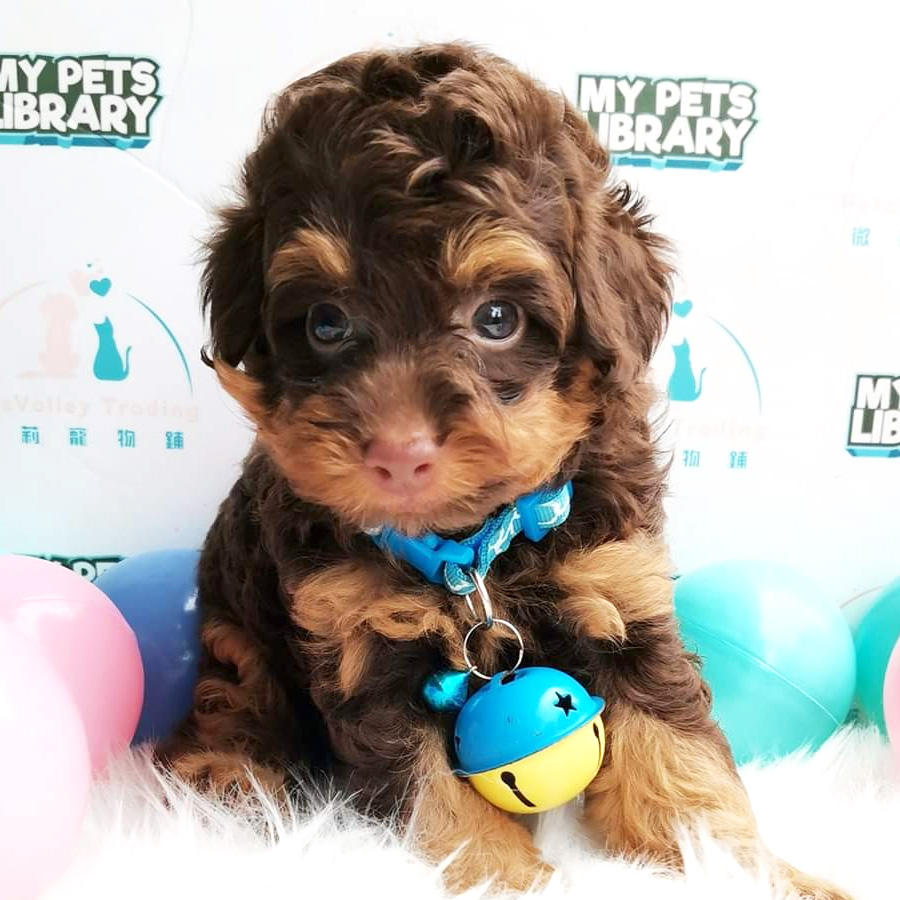 Toy Poodle Puppy (Male) For Sale