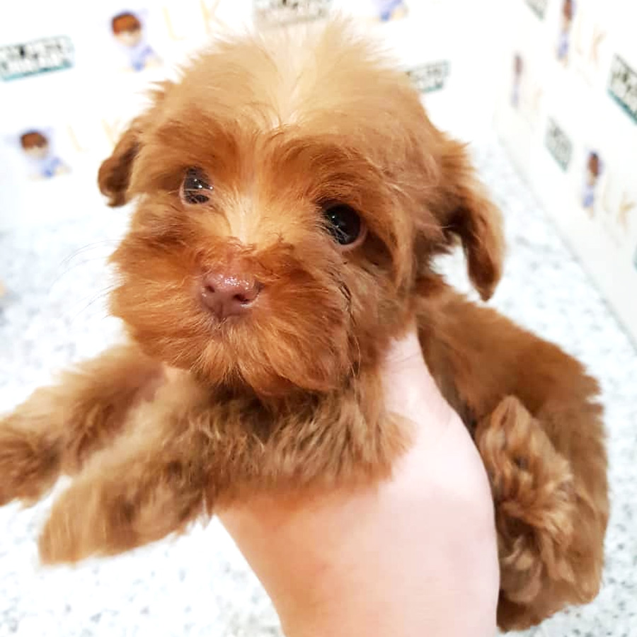 Toy Poodle Puppy (Male) For Sale