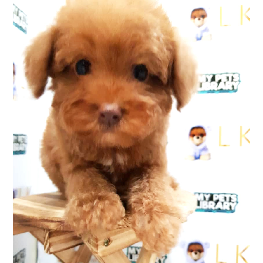 Toy Poodle Puppy (Male) For Sale