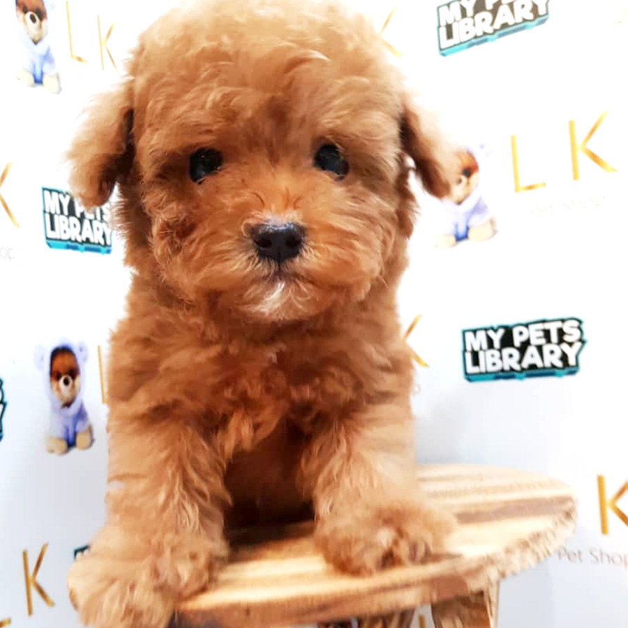 Toy Poodle Puppy (Male) For Sale