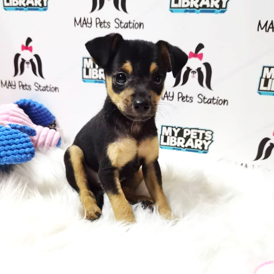 Mini Pinscher Puppy For Sale