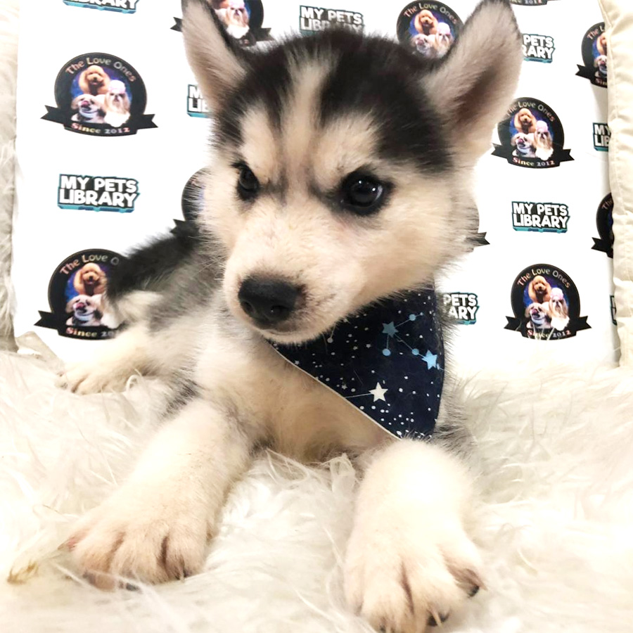 Big Bone Siberian Husky Puppy (Male) For Sale