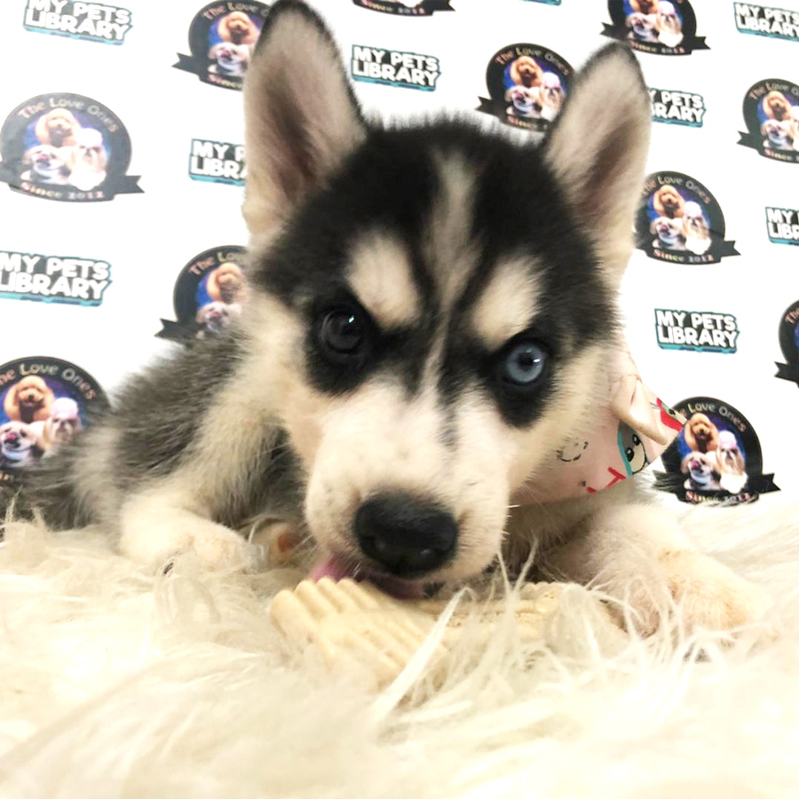 Bi Eye Big Bone Siberian Husky Puppy (Female) For Sale