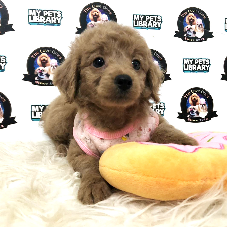 Toy Poodle Puppy (Female) For Sale