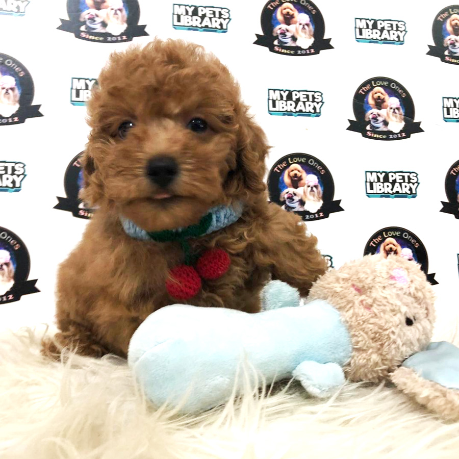 Toy Poodle Puppy (Female) For Sale