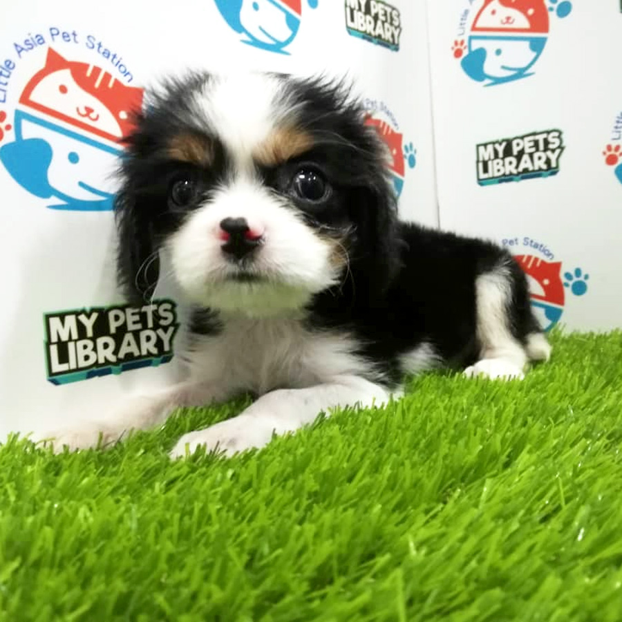 King Charles Spaniel Puppy For Sale