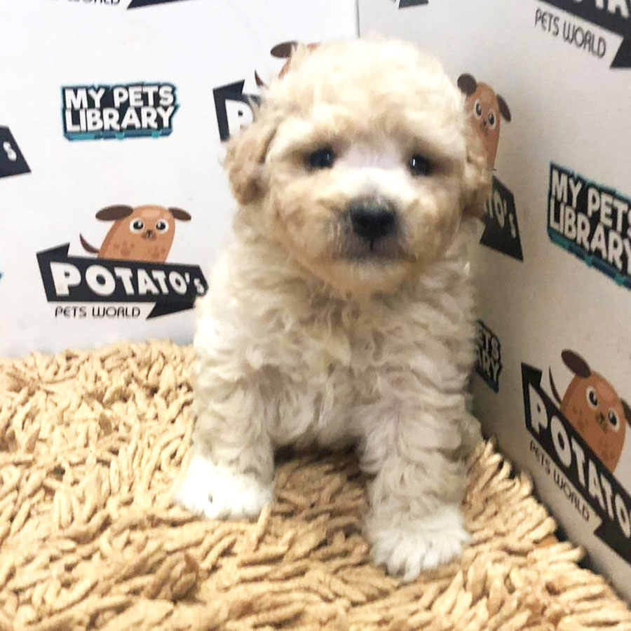 Toy Poodle Puppy (Male) For Sale