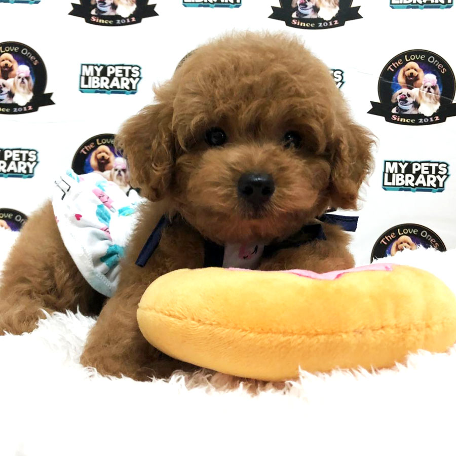 Toy Poodle Puppy (Female) For Sale