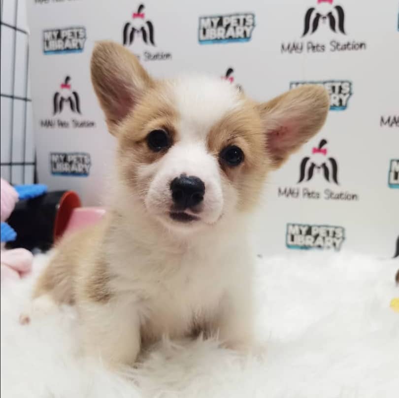 Welsh Corgi Puppy For Sale