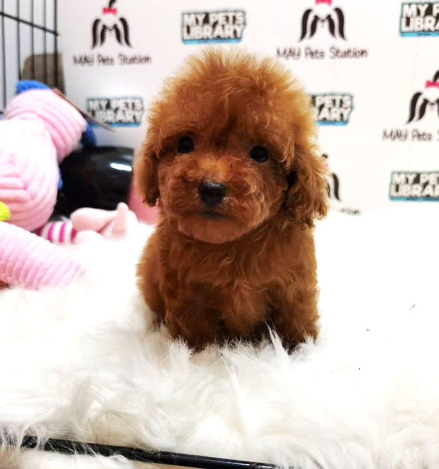 Tiny Toy Poodle Puppy For Sale