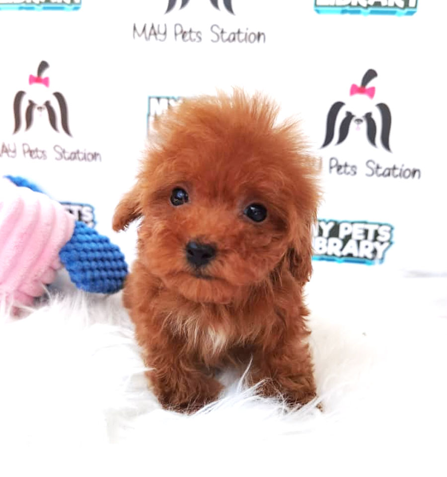 Tiny Toy Poodle Puppy ( Male ) For Sale