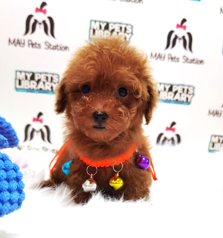 Tiny Toy Poodle Puppy ( Male ) For Sale