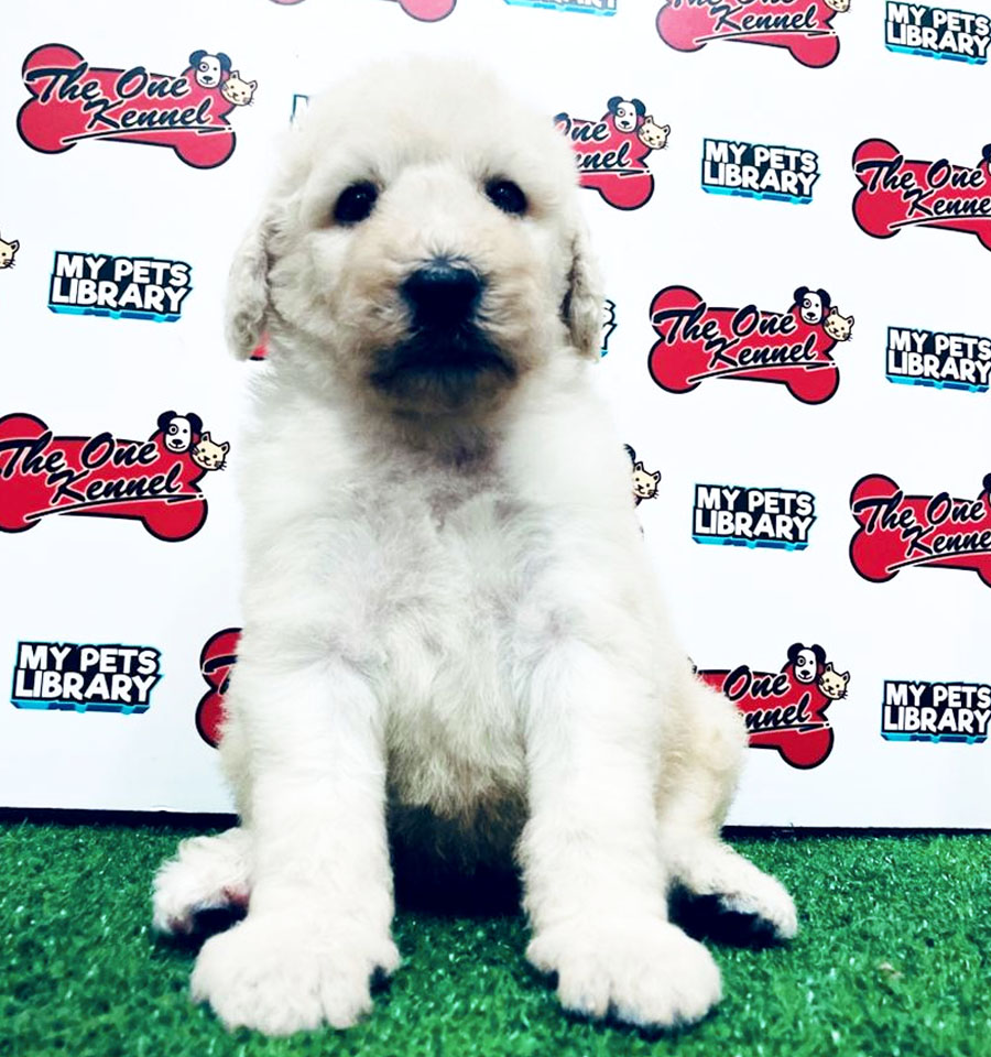 Giant Poodle Puppy For Sale