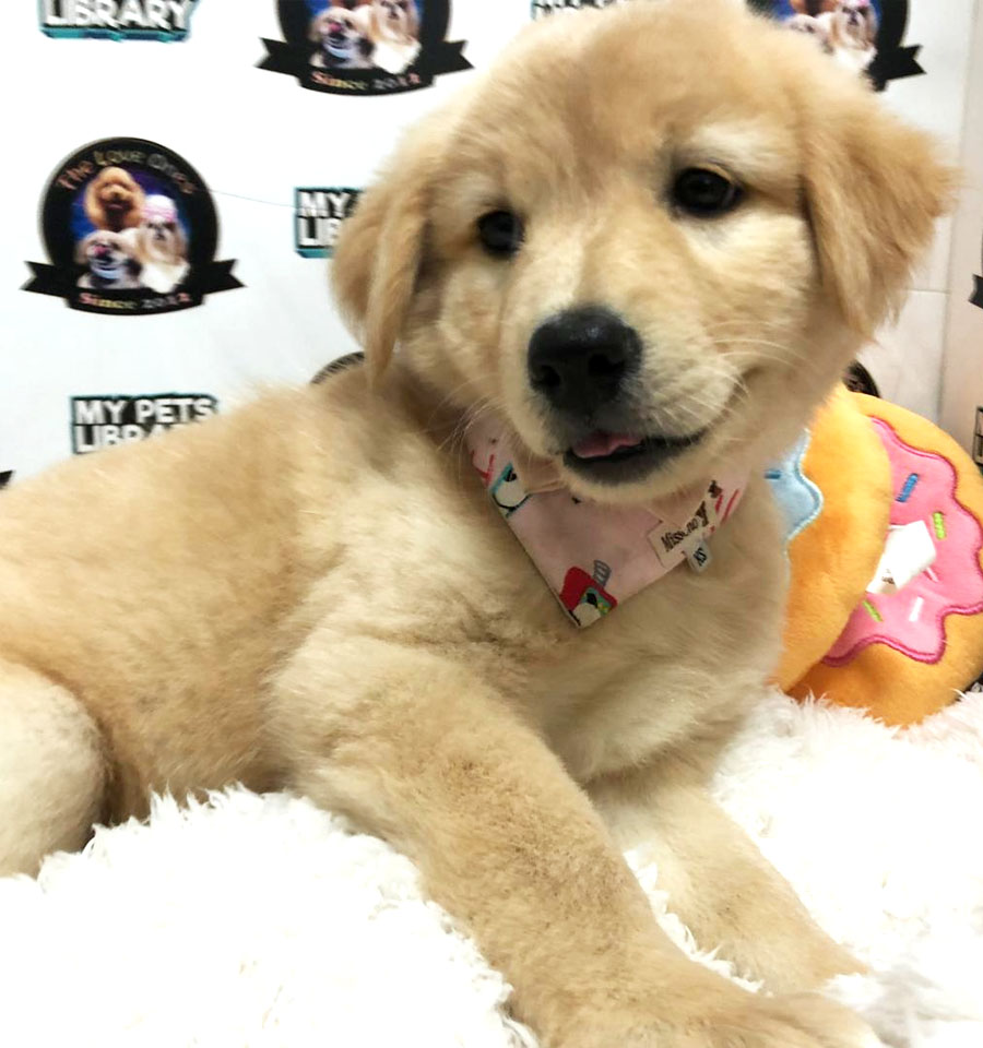 Big Bone Golden Retriever Puppy (Female) For Sale