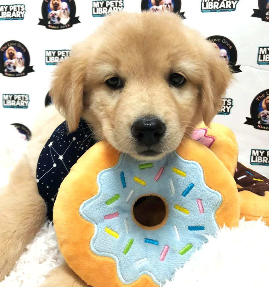 Big Bone Golden Retriever Puppy (Male) For Sale