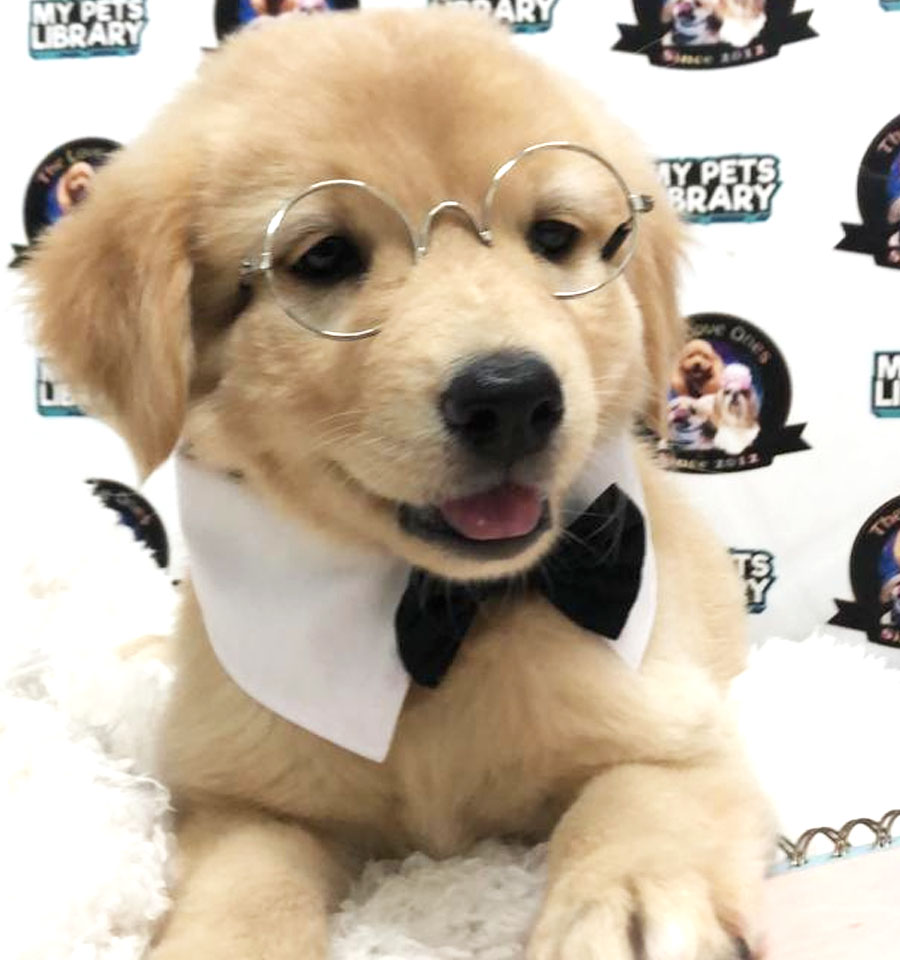 Big Bone Golden Retriever Puppy (Female) For Sale