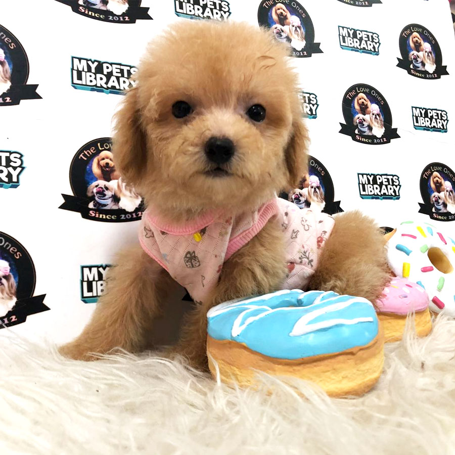 Tiny Toy Poodle Puppy ( Female ) For Sale