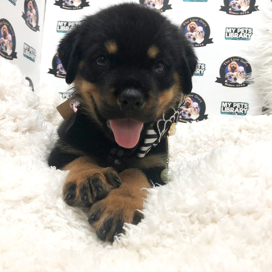 Big Bone Rottweiler (Female) Puppy Sale