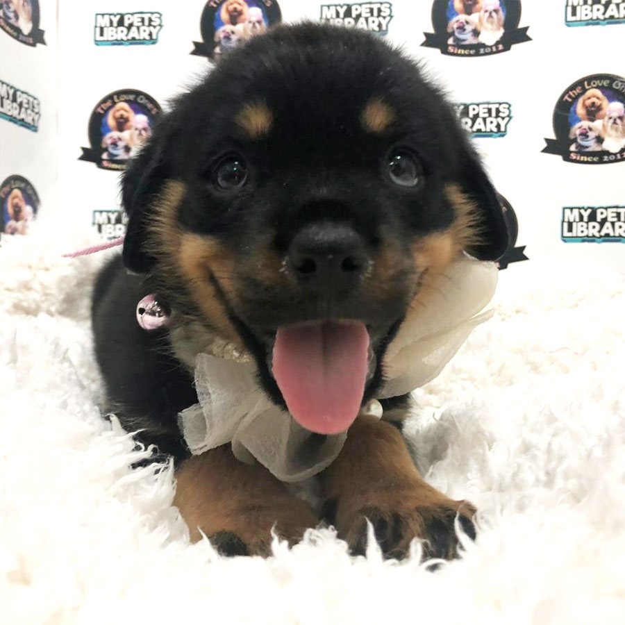 Big Bone Rottweiler (Female) Puppy Sale