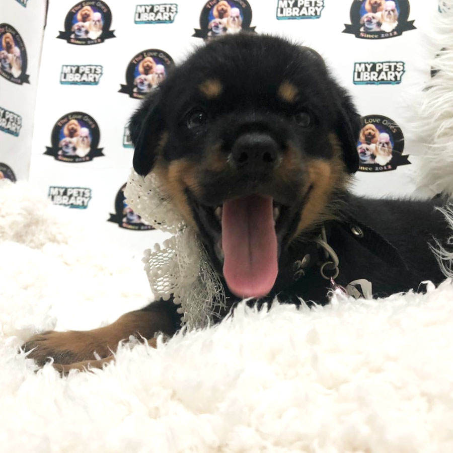 Big Bone Rottweiler Puppy (Female) For Sale