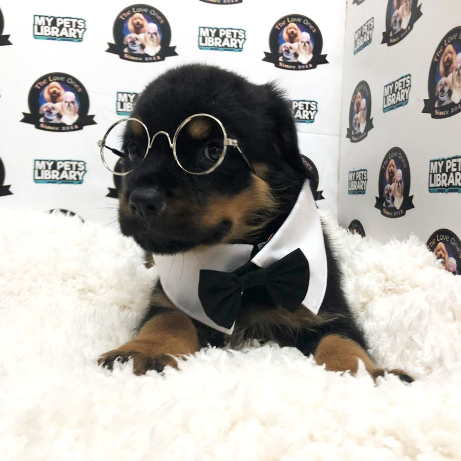 Big Bone Rottweiler (Male) Puppy Sale
