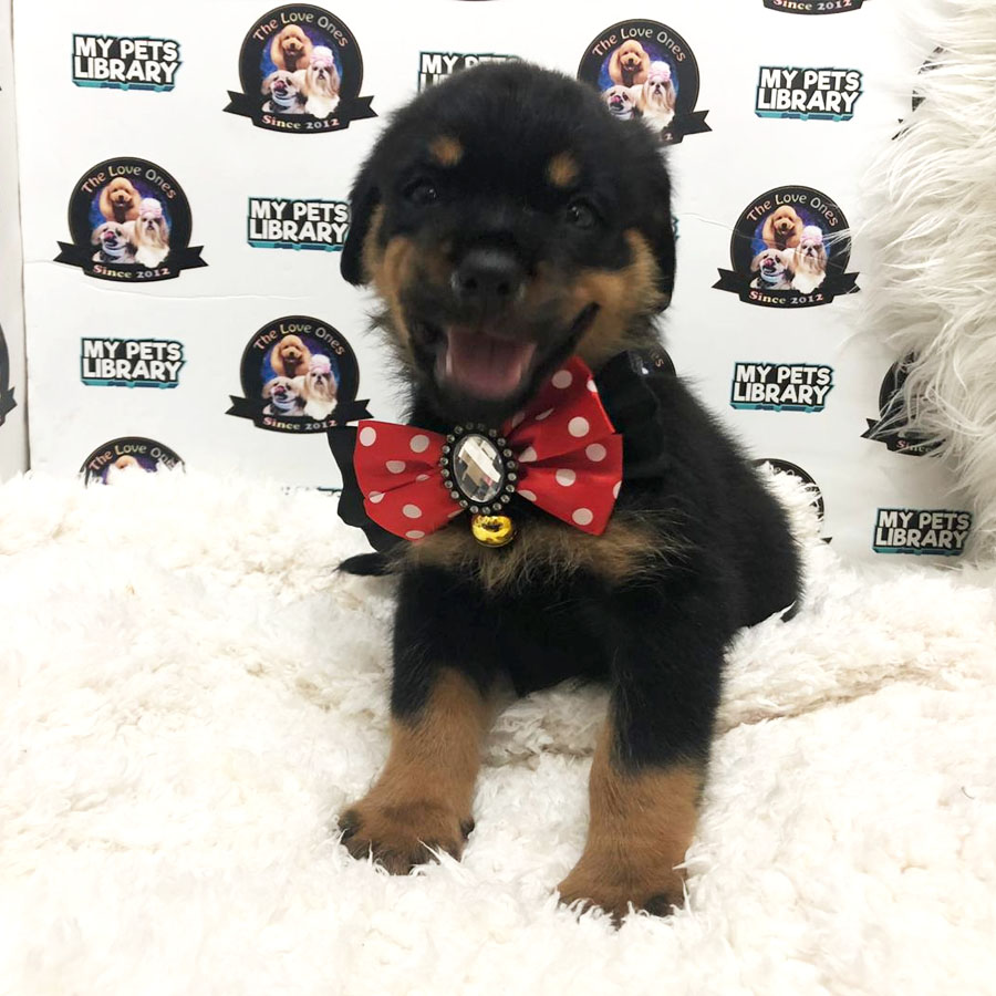 Big Bone Rottweiler (Female) Puppy Sale
