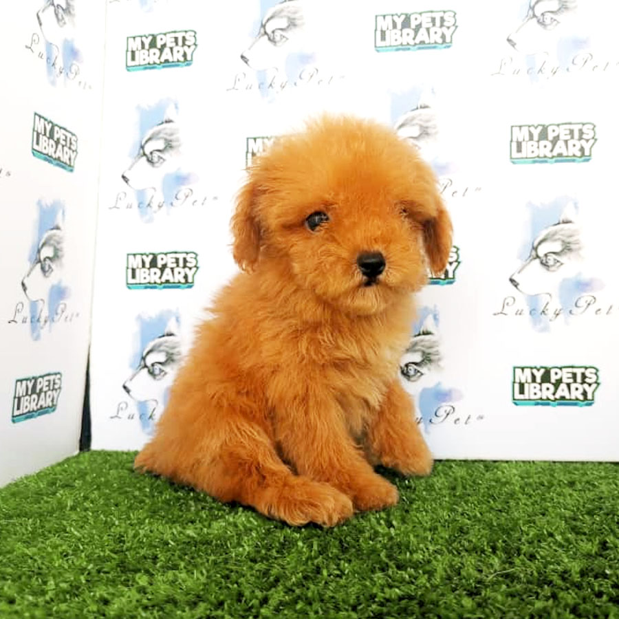 Toy Poodle Puppy (Female) For Sale