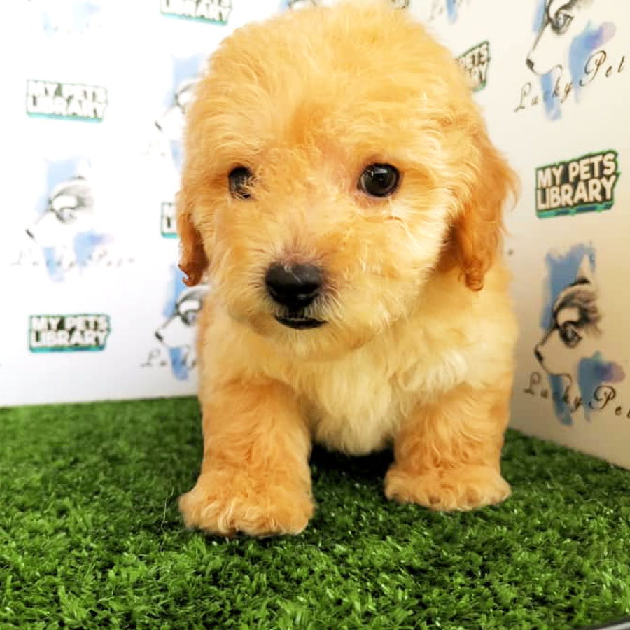 Toy Poodle Puppy (Male) For Sale