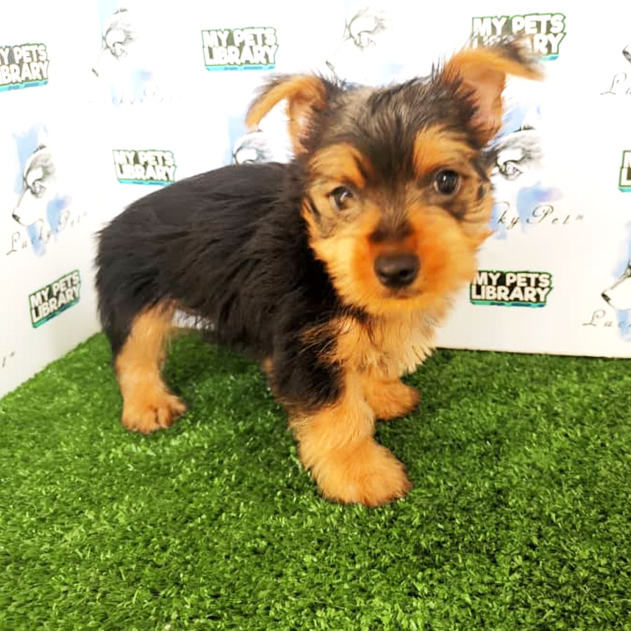 Silky Terrier Puppy (Female) For Sale