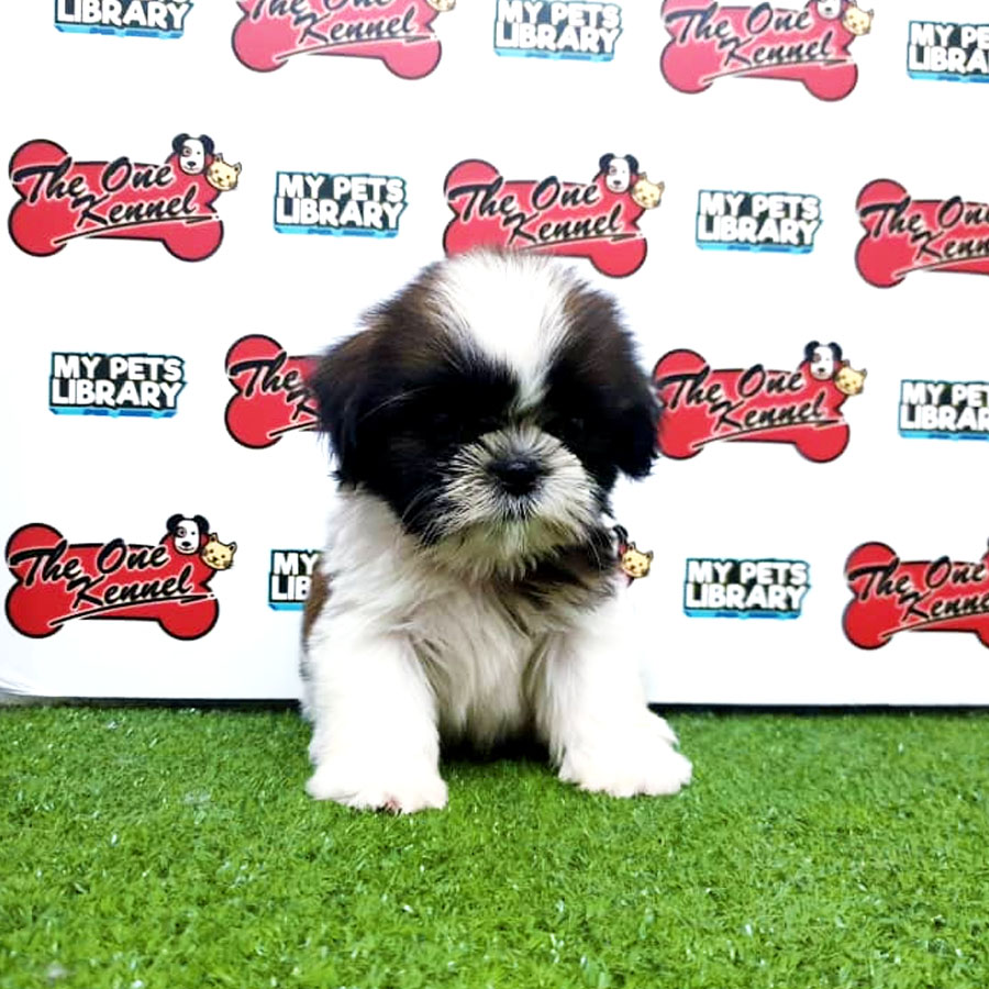 Shih Tzu Puppy (Male) For Sale