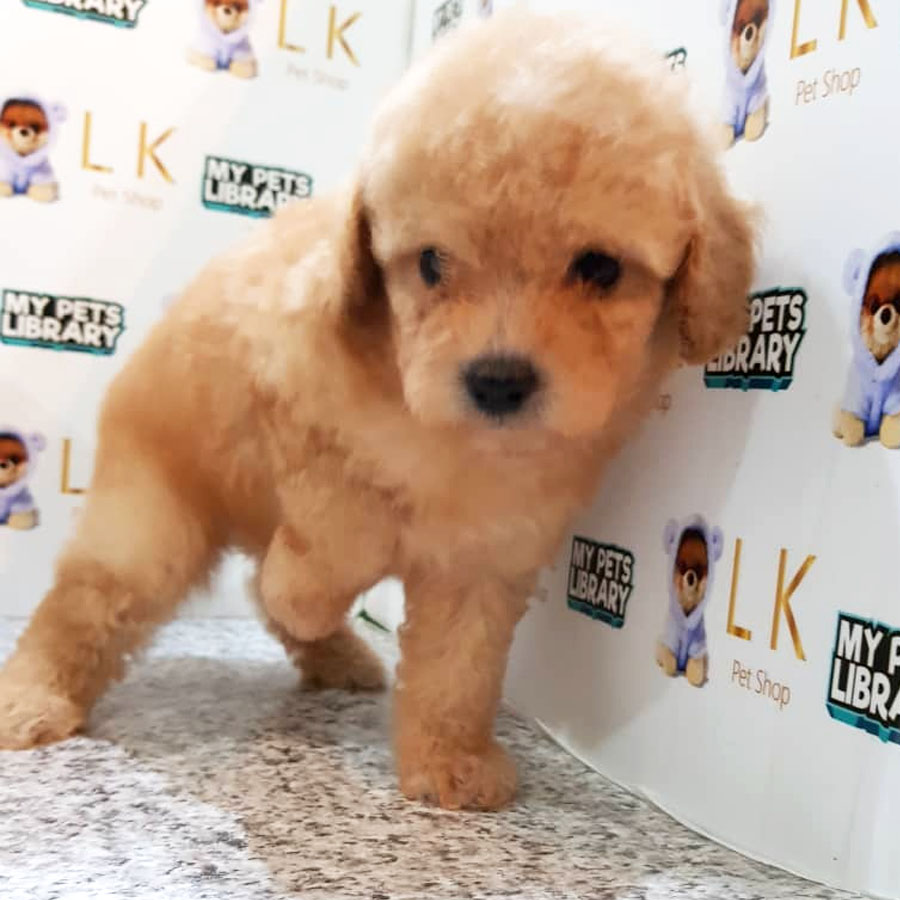 Toy Poodle Puppy (Male) For Sale