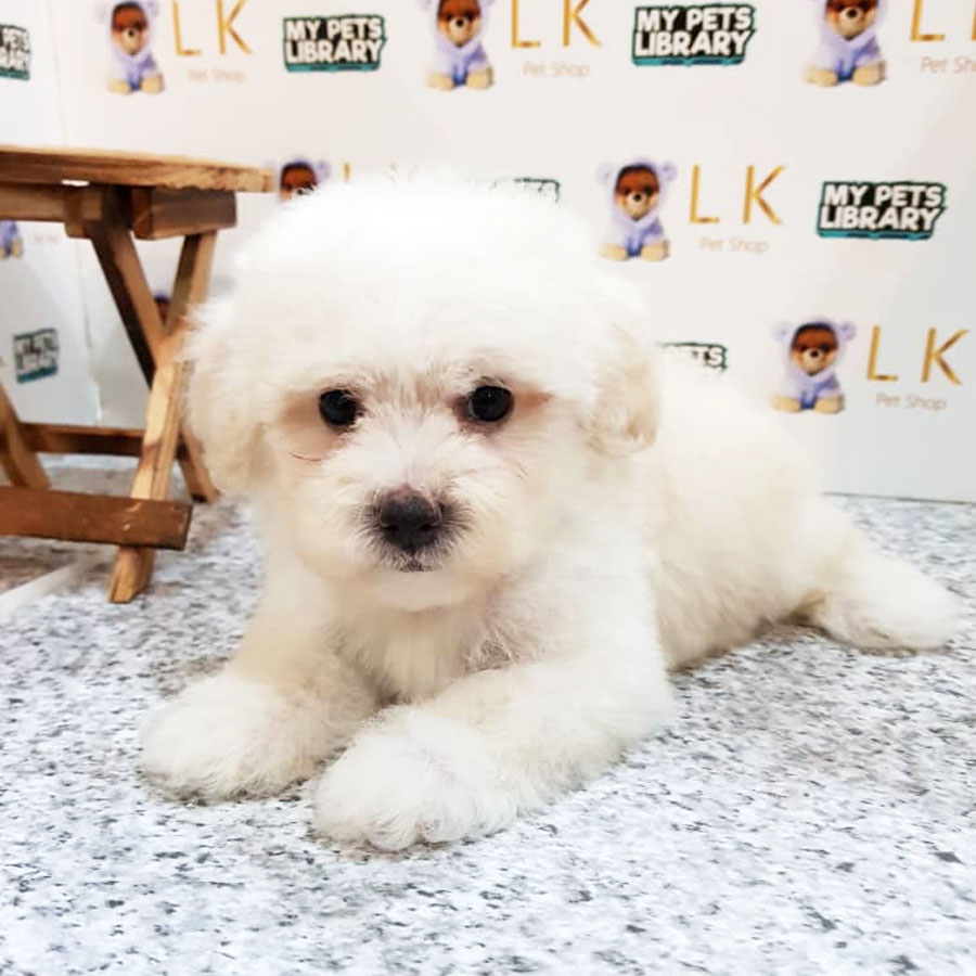 Toy Poodle Puppy (Male) For Sale