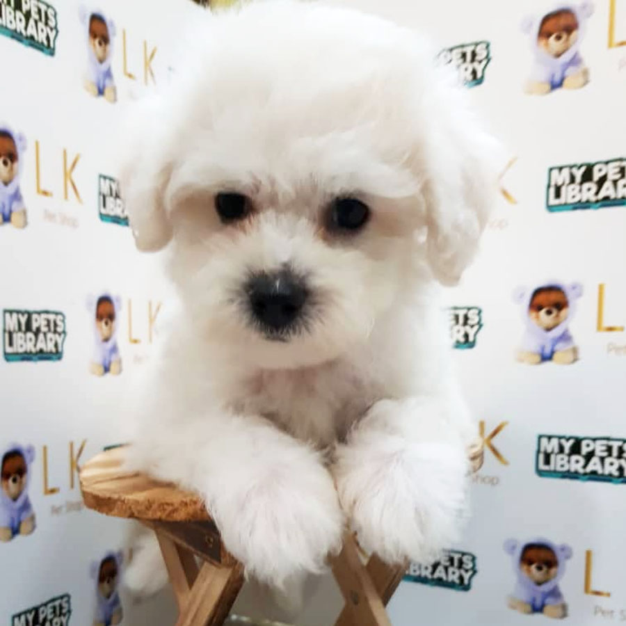Toy Poodle Puppy (Male) For Sale