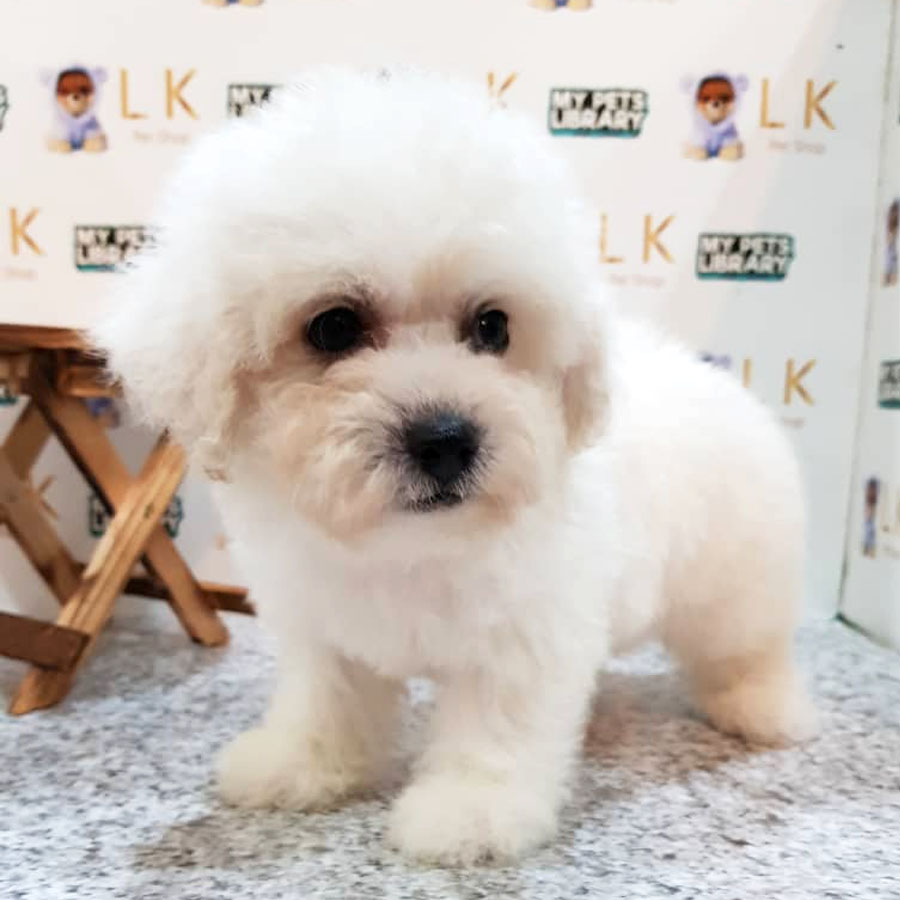 Toy Poodle Puppy (Male) For Sale