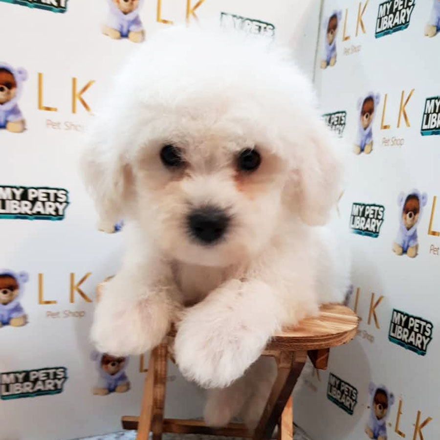 Toy Poodle Puppy (Male) For Sale