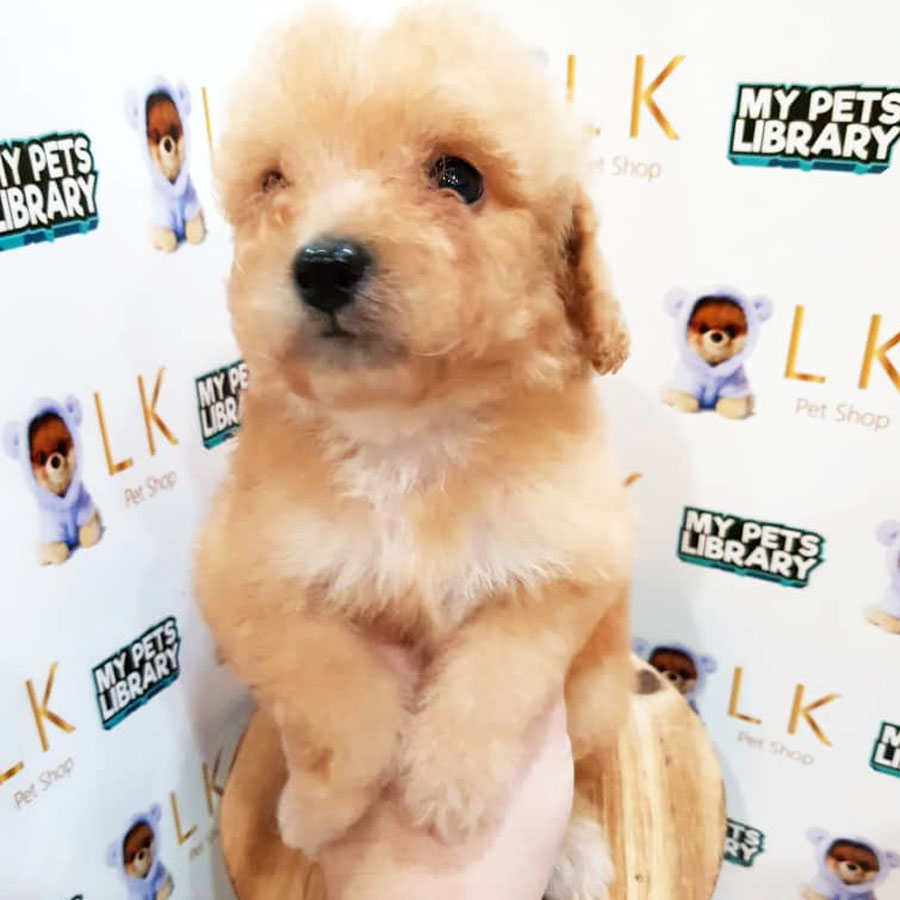 Toy Poodle Puppy (Male) For Sale