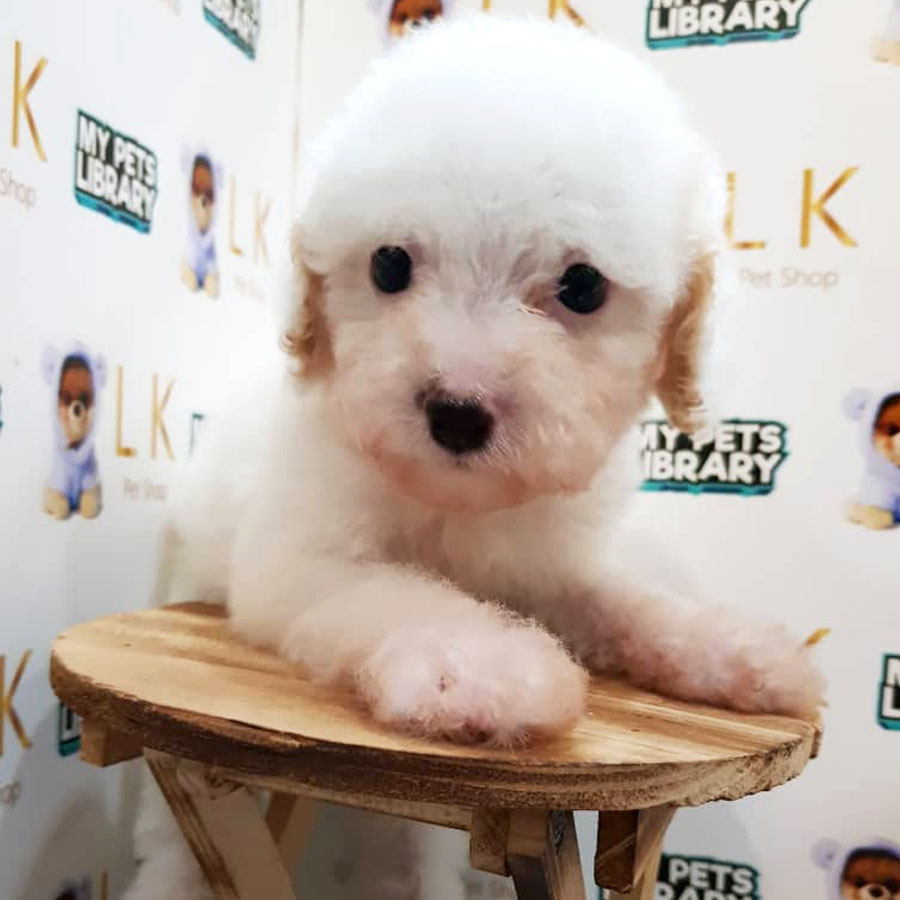 Toy Poodle Puppy (Male) For Sale
