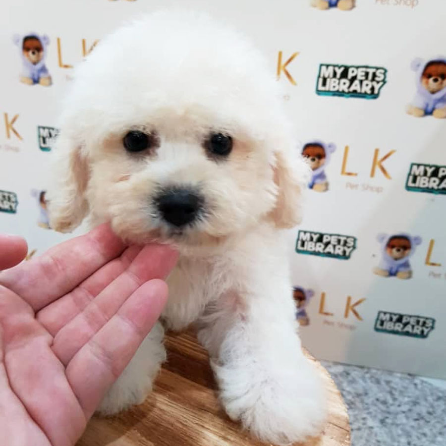 Toy Poodle Puppy (Male) For Sale