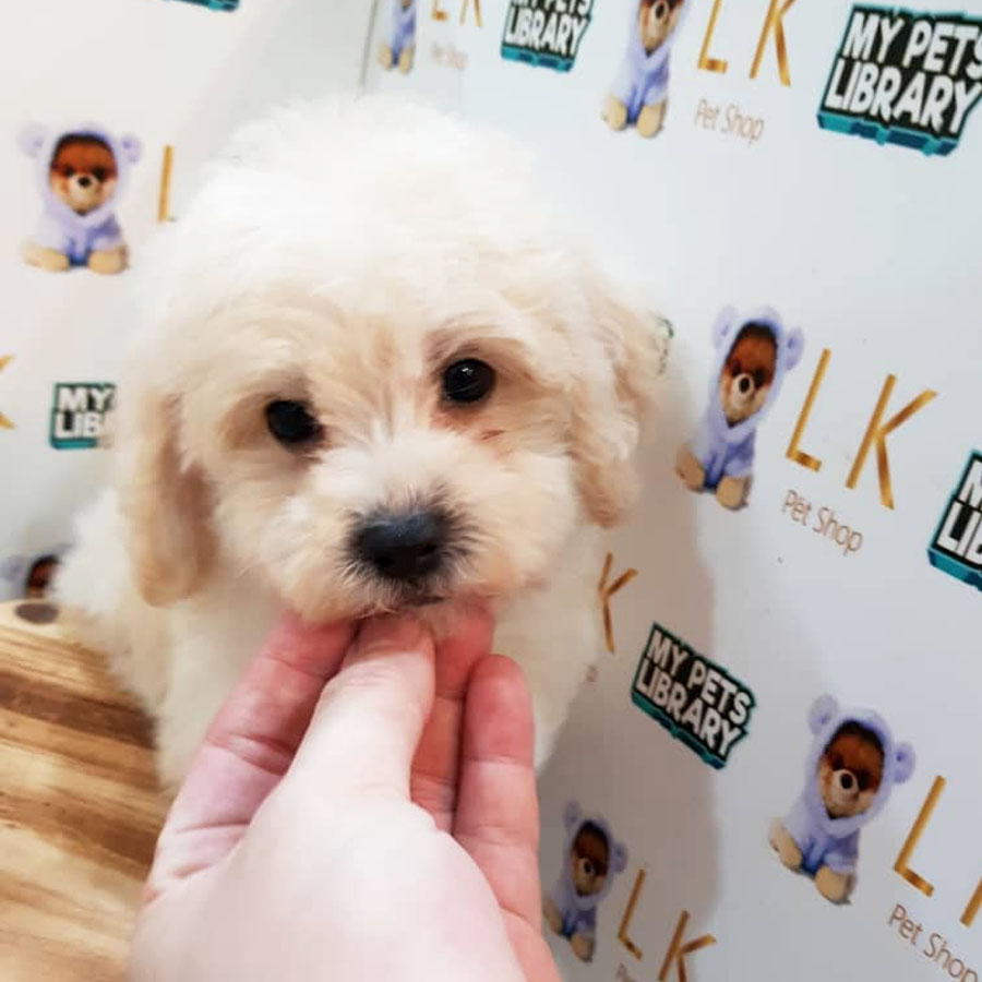Toy Poodle Puppy (Male) For Sale
