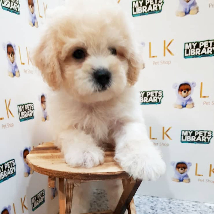 Toy Poodle Puppy (Male) For Sale