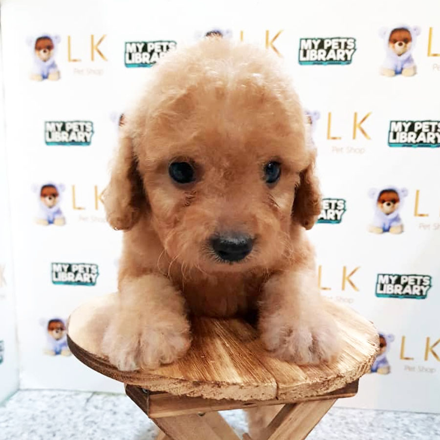 Toy Poodle Puppy (Male) For Sale