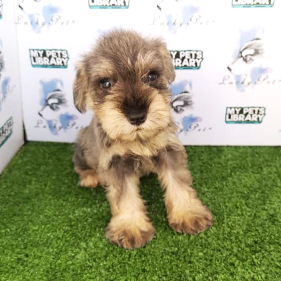 Schnauzer ( Male )  Puppy For Sale