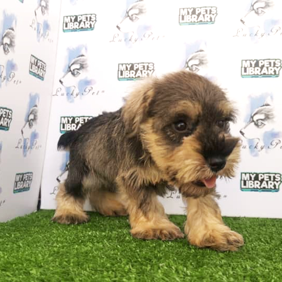 Schnauzer ( Female )  Puppy For Sale