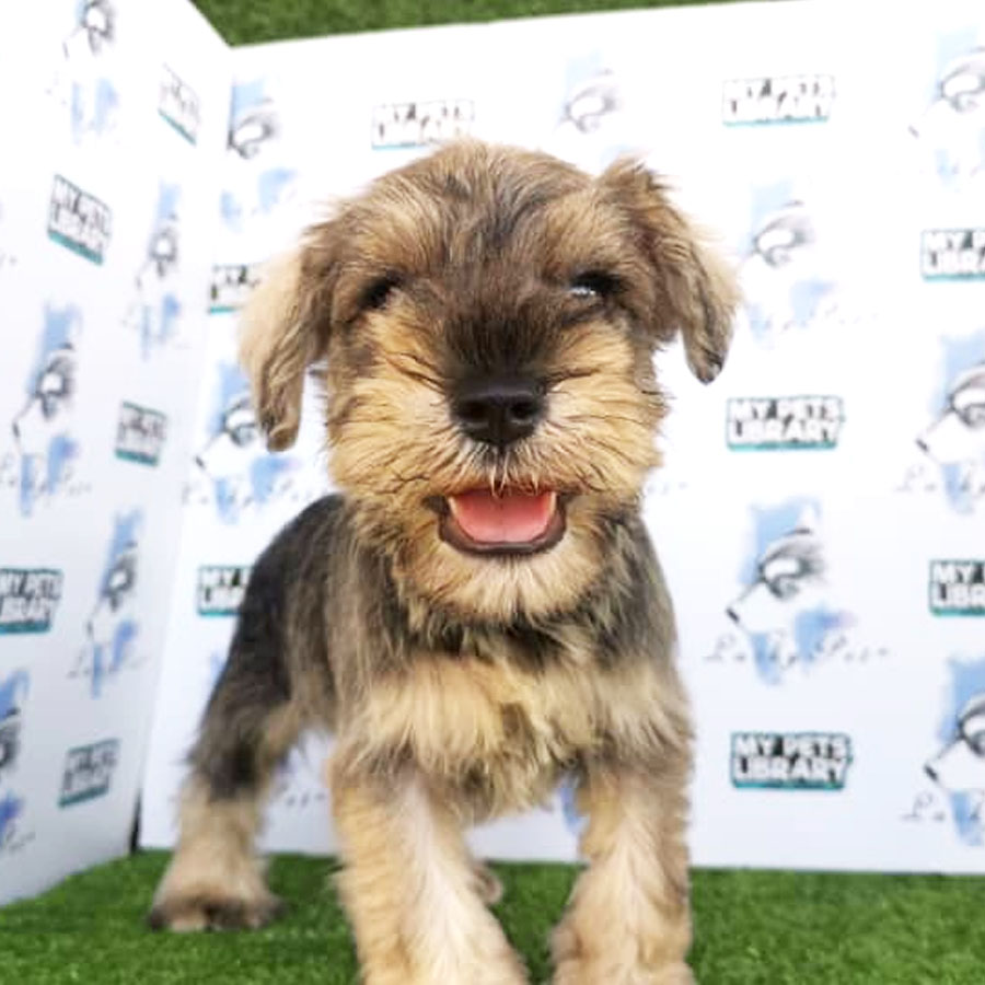 Schnauzer ( Male )  Puppy For Sale