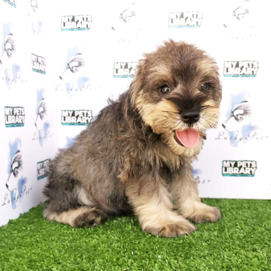 Schnauzer ( Male )  Puppy For Sale